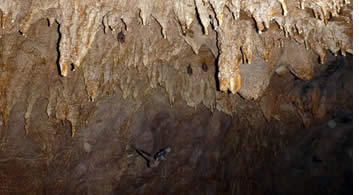 Er zijn vleermuizen in het plafond en vliegen rond in de Nivida Bat Cave in Bastimentos